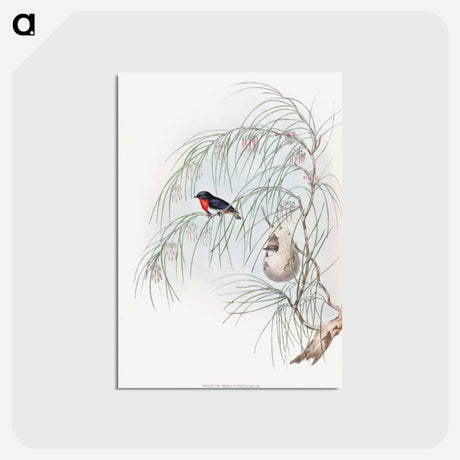 アートポストカード-Swallow Diaeum
 - ジョン グールド Postcard.