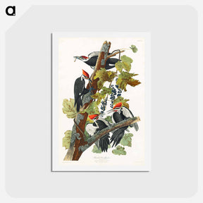 アートポストカード-Pileated Woodpecker
 - ジョン ジェームス オーデュボン Postcard.