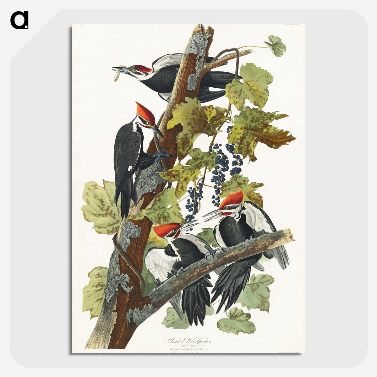 1-62_John-James-Audubon_picture-crop