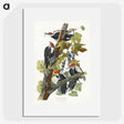 1-62_John-James-Audubon_picture