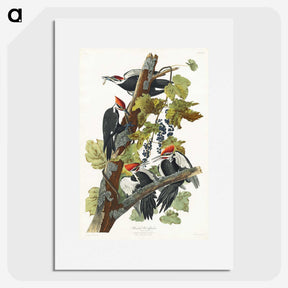 1-62_John-James-Audubon_picture