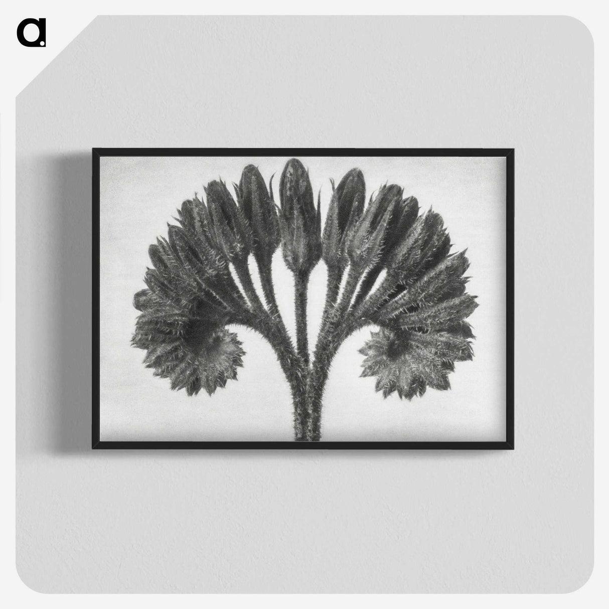 1-62_Karl-Blossfeldt_blk-crop