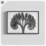 1-62_Karl-Blossfeldt_blk-crop