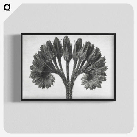 1-62_Karl-Blossfeldt_blk-crop