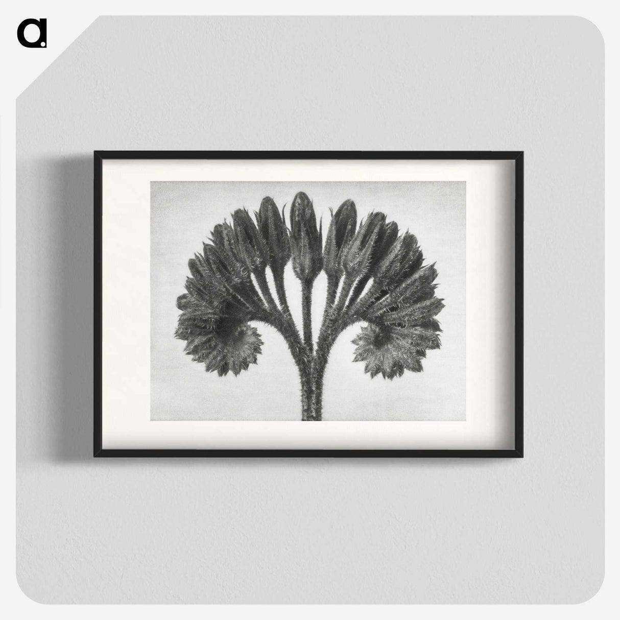 1-62_Karl-Blossfeldt_blk