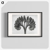 1-62_Karl-Blossfeldt_blk