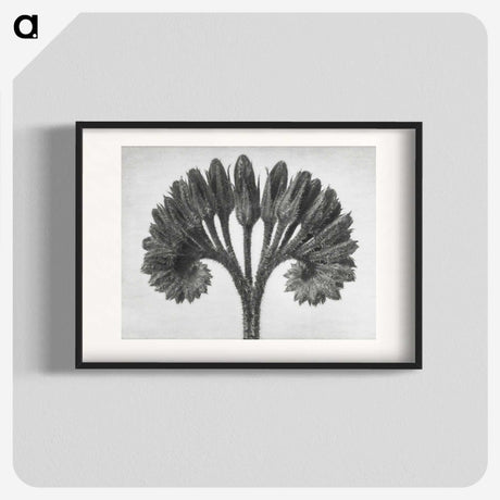 1-62_Karl-Blossfeldt_blk