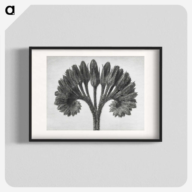 1-62_Karl-Blossfeldt_blk