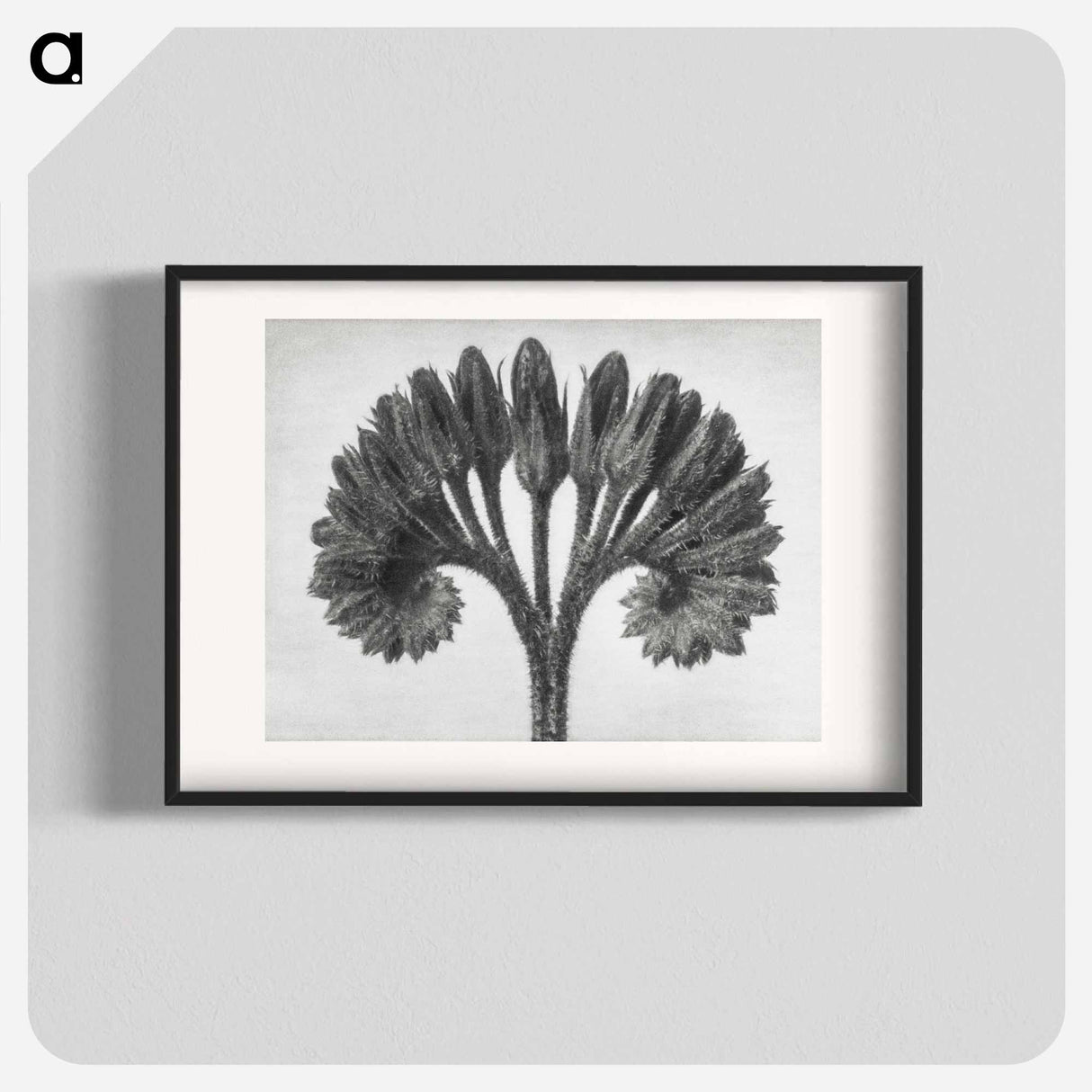 Symphytum Officinale (Common Comfrey) - カール ブロスフェルト Poster.