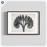 Symphytum Officinale (Common Comfrey) - カール ブロスフェルト Poster.