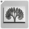 1-62_Karl-Blossfeldt_canvas