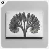 1-62_Karl-Blossfeldt_canvas