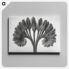 1-62_Karl-Blossfeldt_canvas
