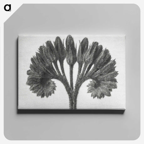 1-62_Karl-Blossfeldt_canvas
