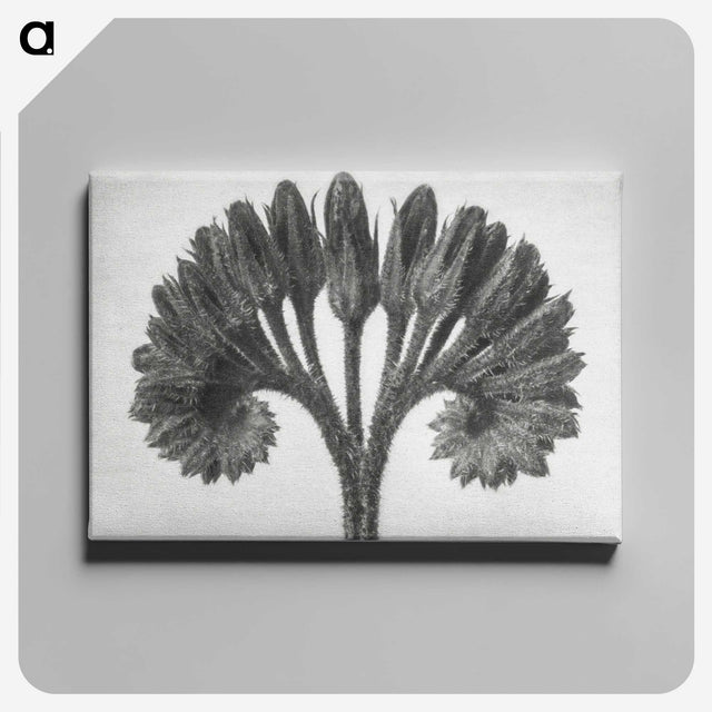 1-62_Karl-Blossfeldt_canvas