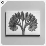 Symphytum Officinale (Common Comfrey) - カール ブロスフェルト Canvas.