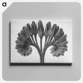 アートパネル-Symphytum Officinale (Common Comfrey) - カール ブロスフェルト Canvas.