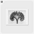 アートポストカード-Symphytum Officinale (Common Comfrey) - カール ブロスフェルト Postcard.
