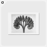 アートポストカード-Symphytum Officinale (Common Comfrey) - カール ブロスフェルト Postcard.
