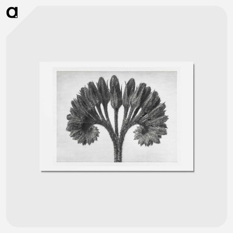 アートポストカード-Symphytum Officinale (Common Comfrey) - カール ブロスフェルト Postcard.