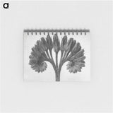 1-62_Karl-Blossfeldt_memo