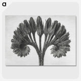 1-62_Karl-Blossfeldt_picture-crop