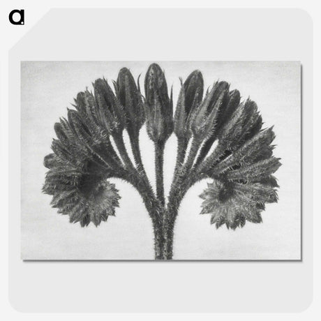1-62_Karl-Blossfeldt_picture-crop