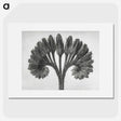1-62_Karl-Blossfeldt_picture