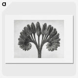 1-62_Karl-Blossfeldt_picture