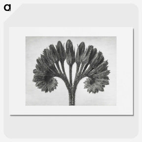 1-62_Karl-Blossfeldt_picture