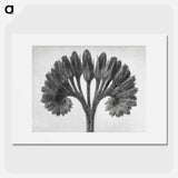 Symphytum Officinale (Common Comfrey) - カール ブロスフェルト Poster.