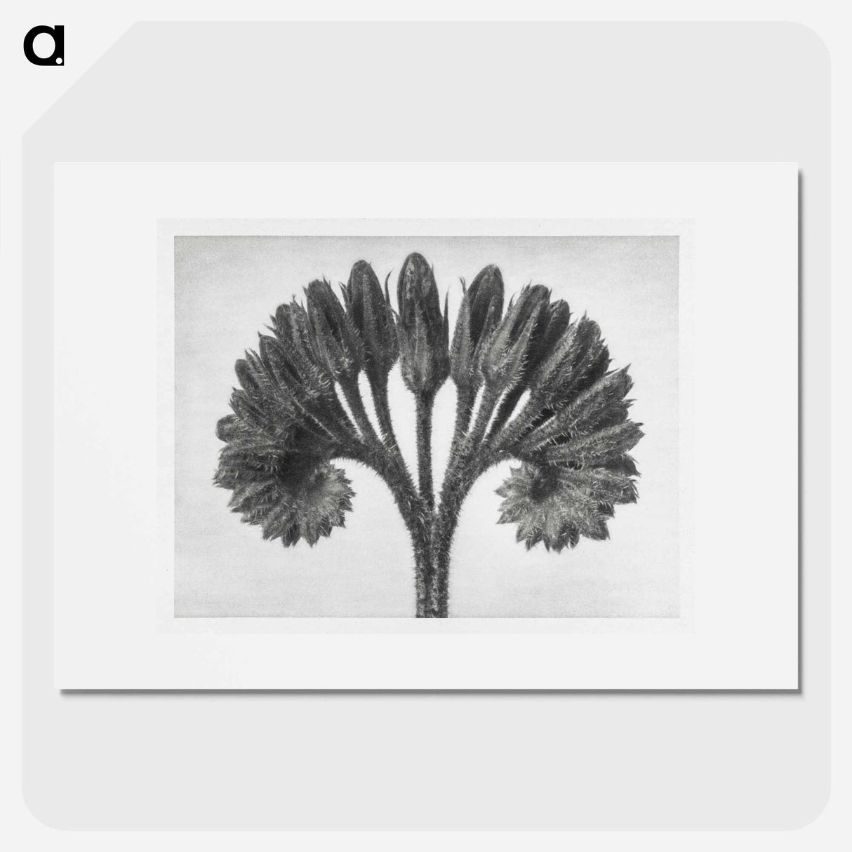 Symphytum Officinale (Common Comfrey) - Karl Blossfeldt Poster.