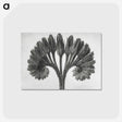 1-62_Karl-Blossfeldt_postcard