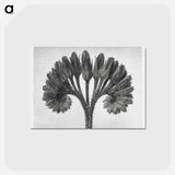 アートポストカード-Symphytum Officinale (Common Comfrey) - カール ブロスフェルト Postcard.