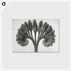 1-62_Karl-Blossfeldt_postcard