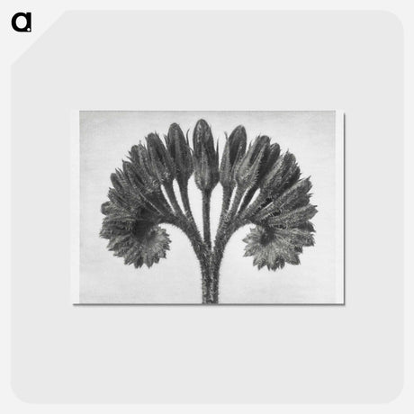 アートポストカード-Symphytum Officinale (Common Comfrey) - カール ブロスフェルト Postcard.