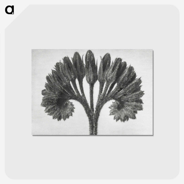 1-62_Karl-Blossfeldt_postcard