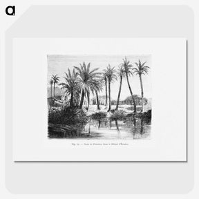 1-62_Les-Palmiers-Histoire-Iconographique_picture