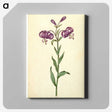 1-62_Maria-Sibylla-Merian_canvas
