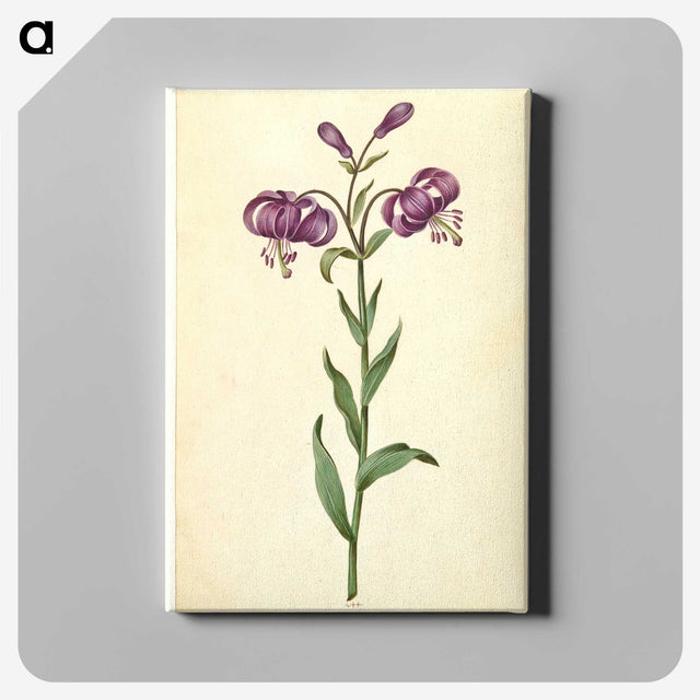 1-62_Maria-Sibylla-Merian_canvas