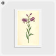 アートポストカード-Lilium Martagon
 - マリア ジビーラ メーリアン Postcard.