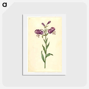 アートポストカード-Lilium Martagon
 - マリア ジビーラ メーリアン Postcard.