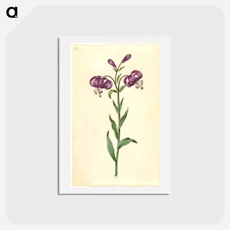 アートポストカード-Lilium Martagon
 - マリア ジビーラ メーリアン Postcard.