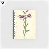 1-62_Maria-Sibylla-Merian_memo