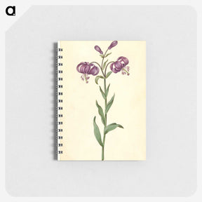 1-62_Maria-Sibylla-Merian_memo