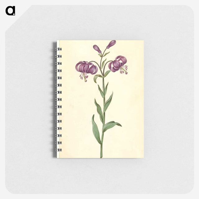 1-62_Maria-Sibylla-Merian_memo