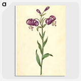 1-62_Maria-Sibylla-Merian_picture-crop