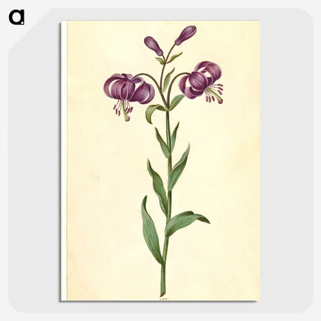 1-62_Maria-Sibylla-Merian_picture-crop