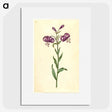 1-62_Maria-Sibylla-Merian_picture