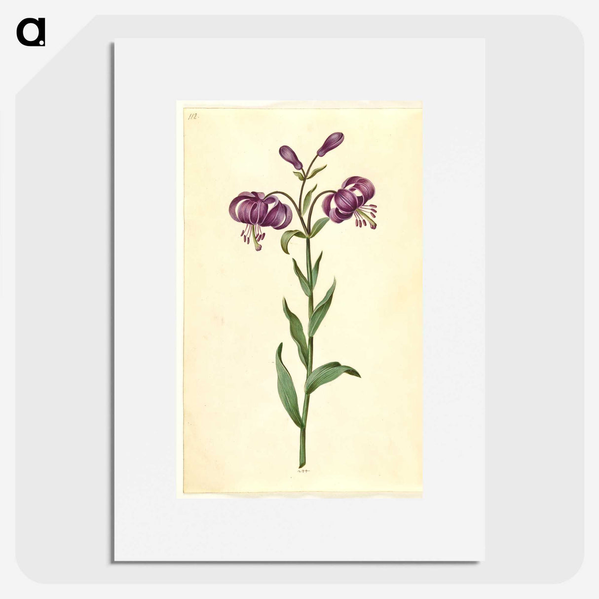 1-62_Maria-Sibylla-Merian_picture